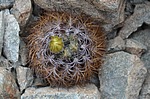 Pyrrhocactus taltalensis Quebrada San Ramon Peru_Chile 2014_2178.jpg